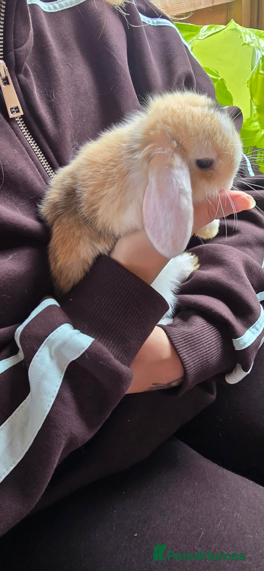 Mini Lop rabbits Baby rabbits, 3 reserved now, only 1 left  - Advert 20