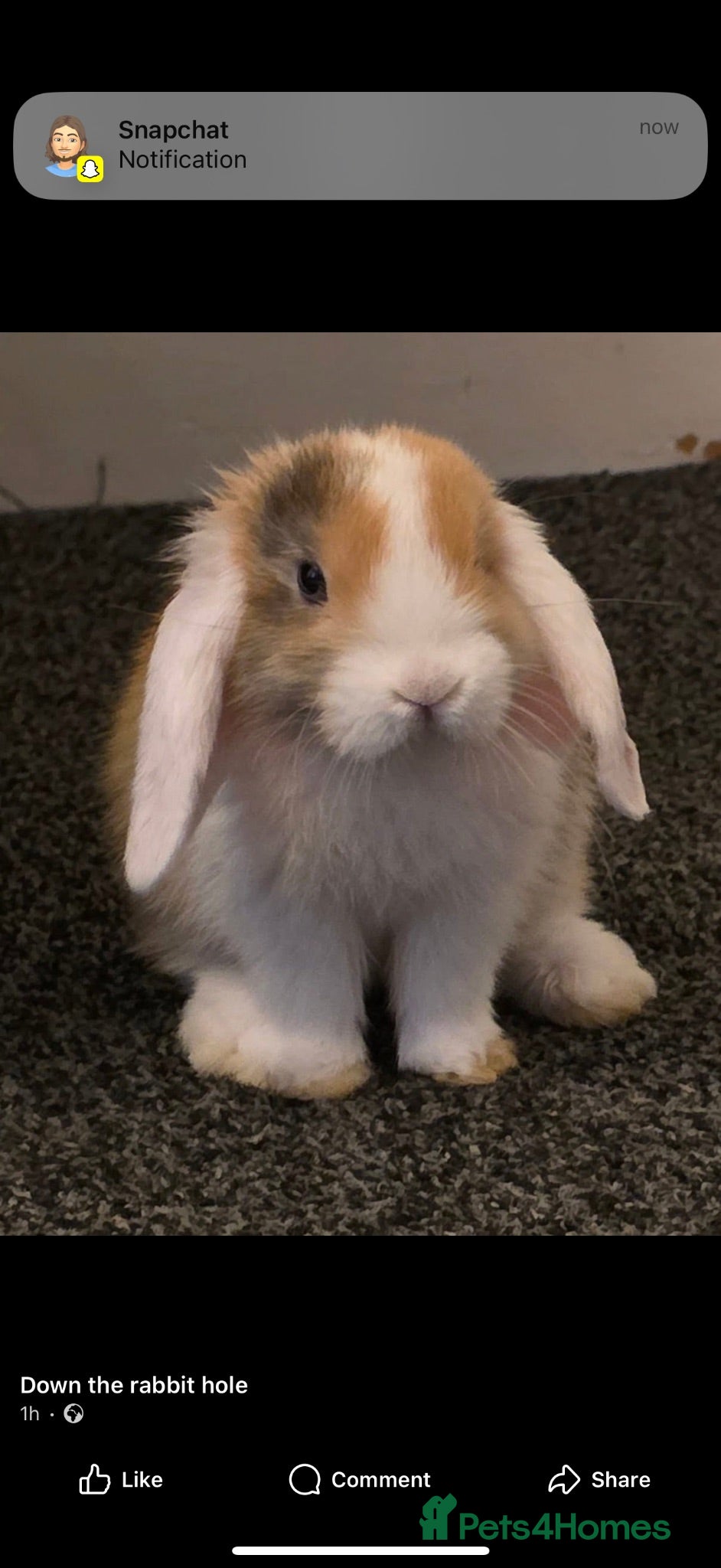 Mini Lop rabbits Mini Lop Buck for sale - Advert 3