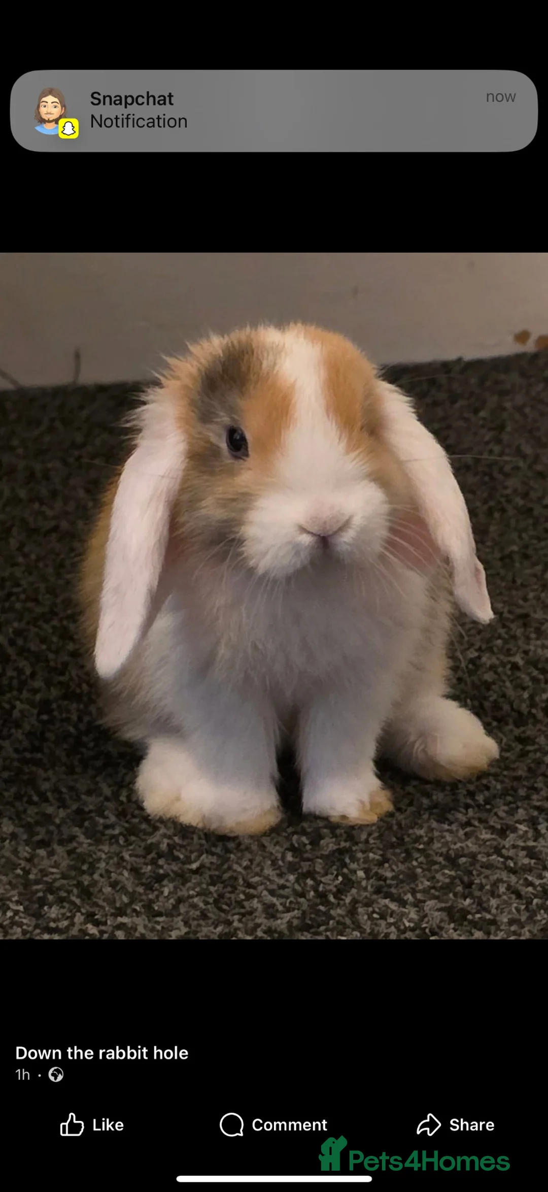 Mini Lop rabbits for sale: Mini Lop Buck for sale - Advert 1