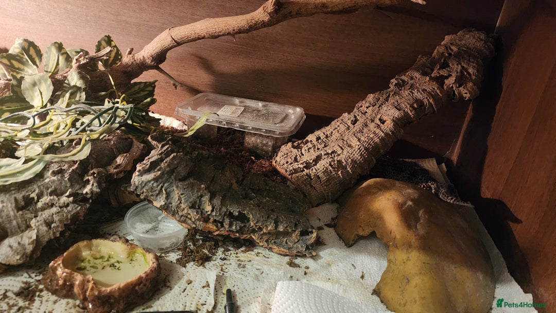 Leopard Gecko reptiles for sale: Handsome male Leopard Gecko. - Advert 11