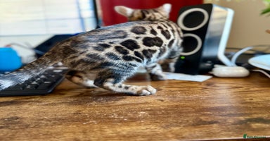 Bengal cats Bengal kittens  - Advert 7