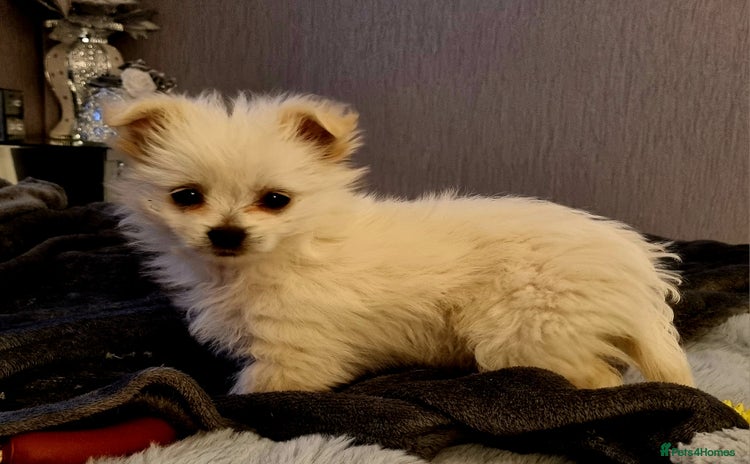 Pomchi dogs - Advert 1