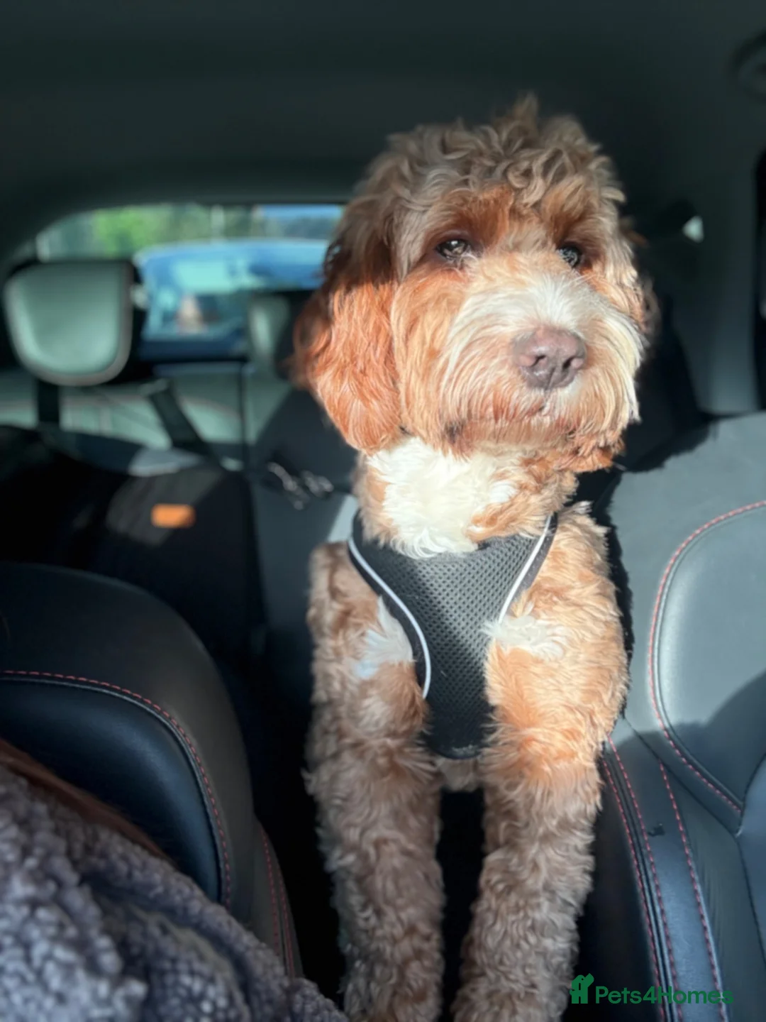 Cockapoo dogs for sale: Paddy  - Advert 1