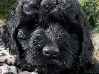 Goldendoodle dogs RENOWNED THERAPY DOG BREEDERS Black Boy Available - Advert 1