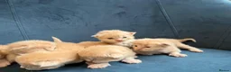 Ragcoon cats for sale: Rare Ragacoon Ragdoll x Maine Coon  - Advert 14