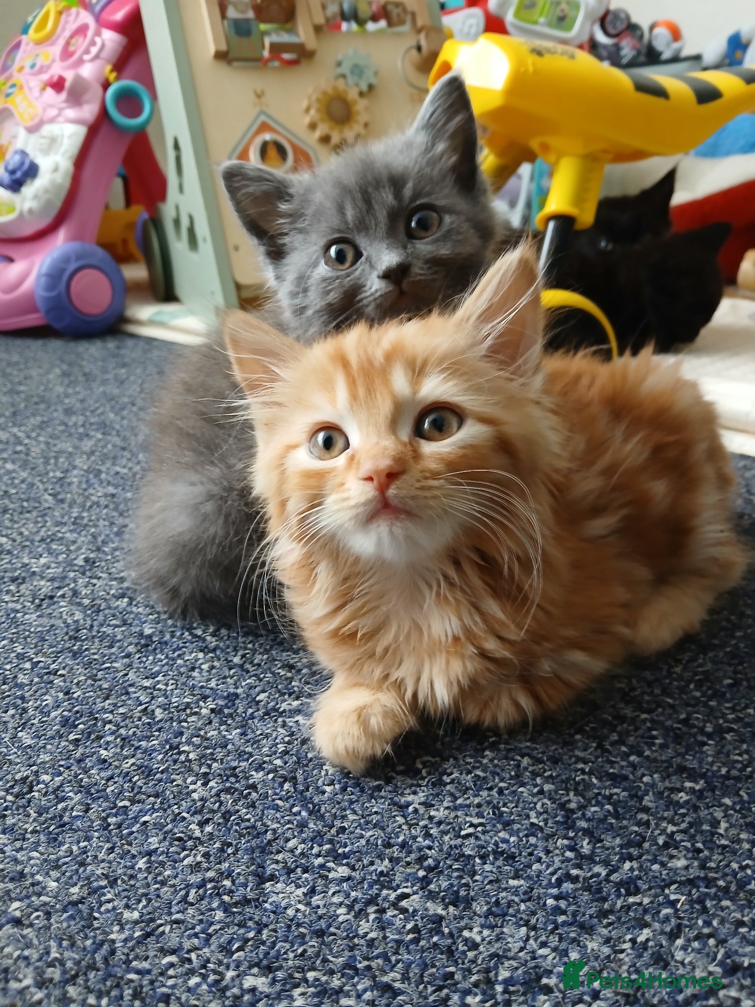 Himalayan cats Beautiful kittens  - Advert 1
