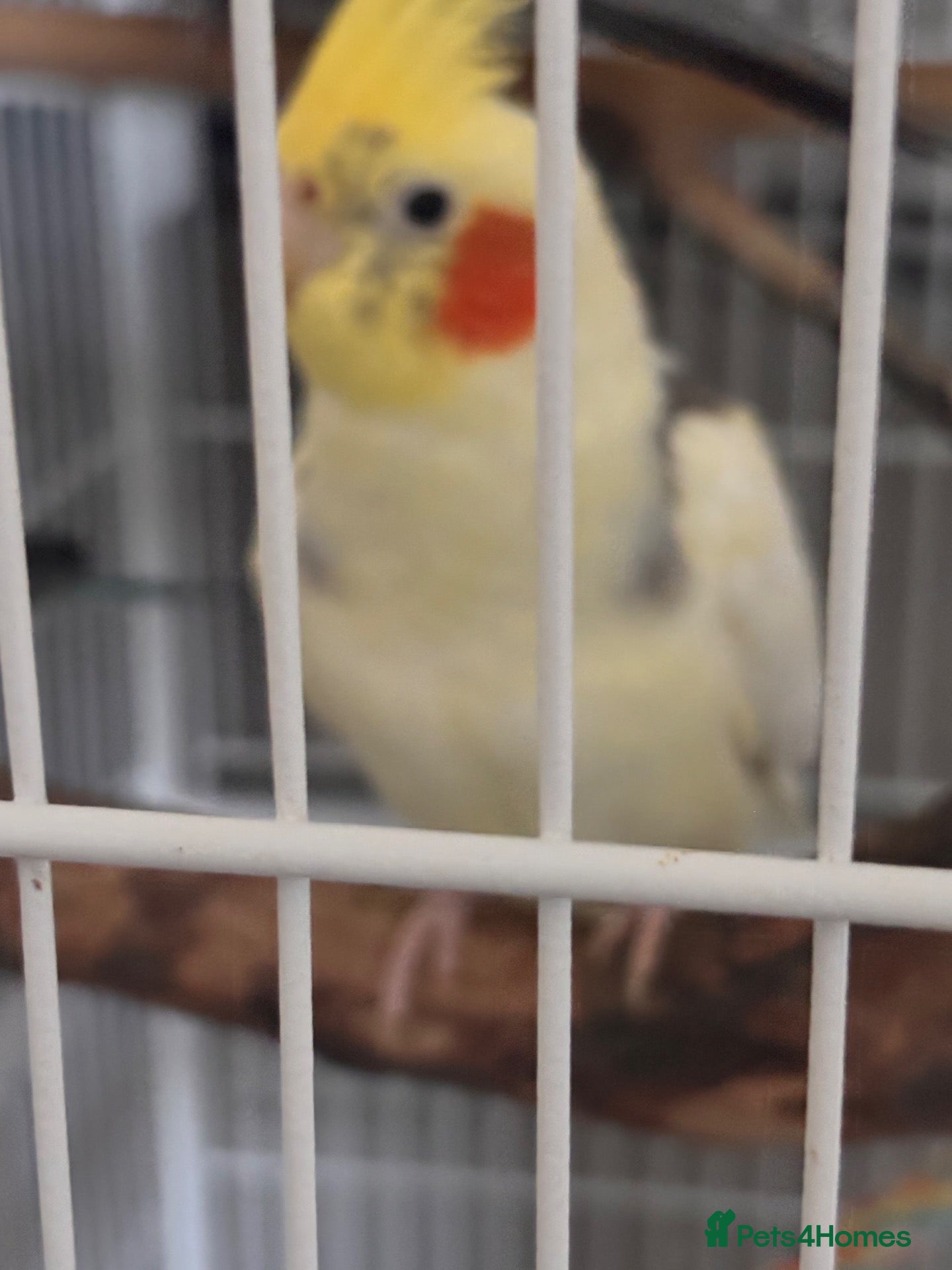 Cockatiels birds for sale: Cockatiel for sale  - Advert 1