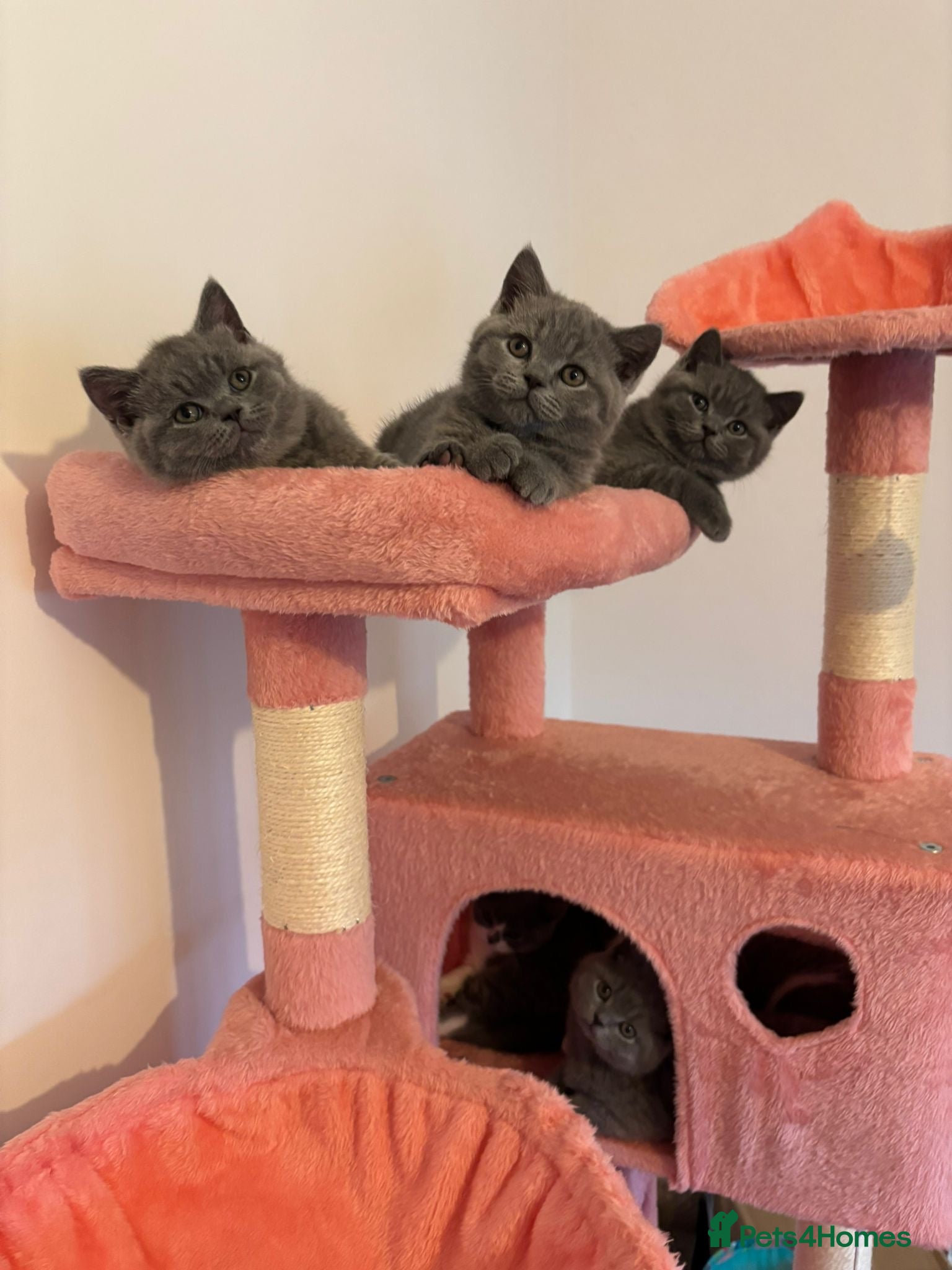 British Shorthair cats 🧸✨6 Chunky British Shorthair Kittens For Sale✨🧸 - Advert 16