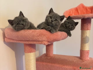 British Shorthair cats 🧸✨6 Chunky British Shorthair Kittens For Sale✨🧸 - Advert 16