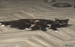 Domestic Shorthair cats for sale: 6 beautiful kittens ready for loving home  - Image 11