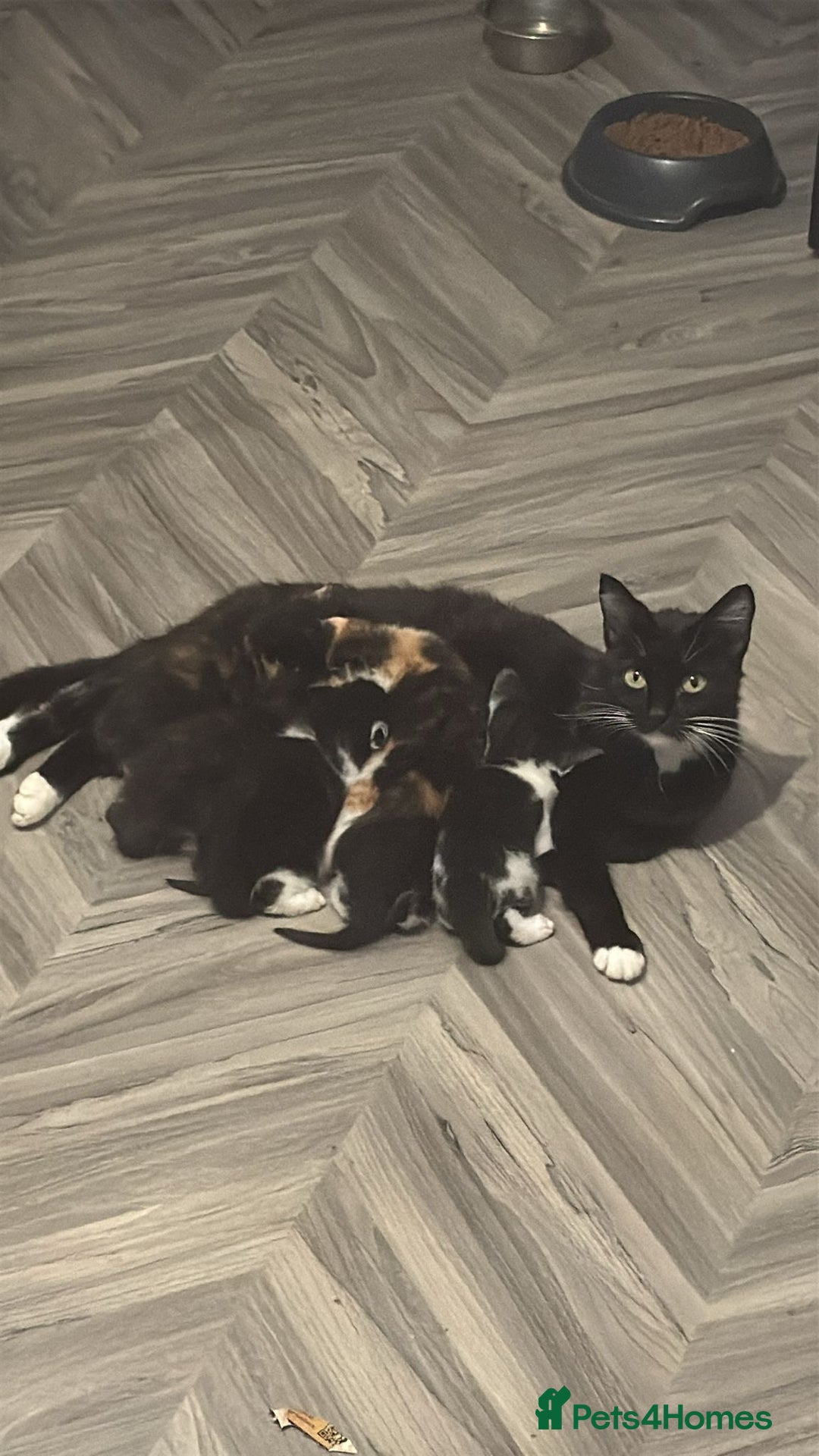 Domestic Shorthair cats for sale: 6 beautiful kittens ready for loving home  - Image 11