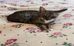 Savannah cats for sale: Beautiful Savannah Girl for 5* home - Image 4