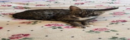 Savannah cats for sale: Beautiful Savannah Girl for 5* home,breeding queen - Advert 4