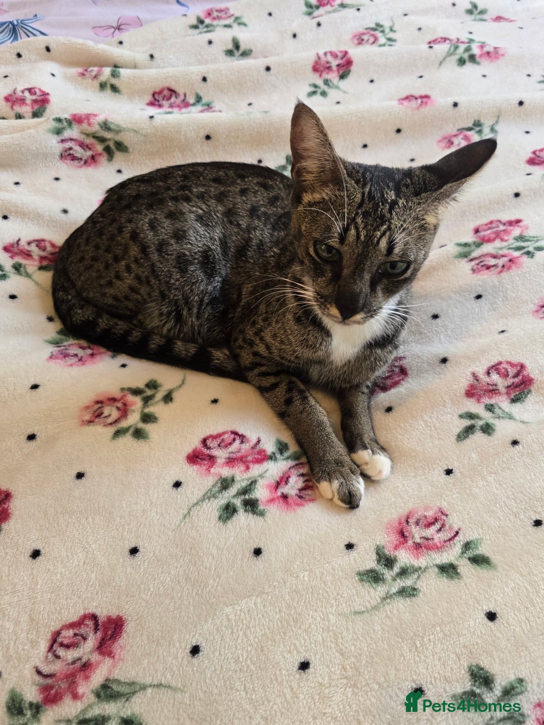 Savannah cats for sale: Beautiful Savannah Girl for 5* home - Image 4
