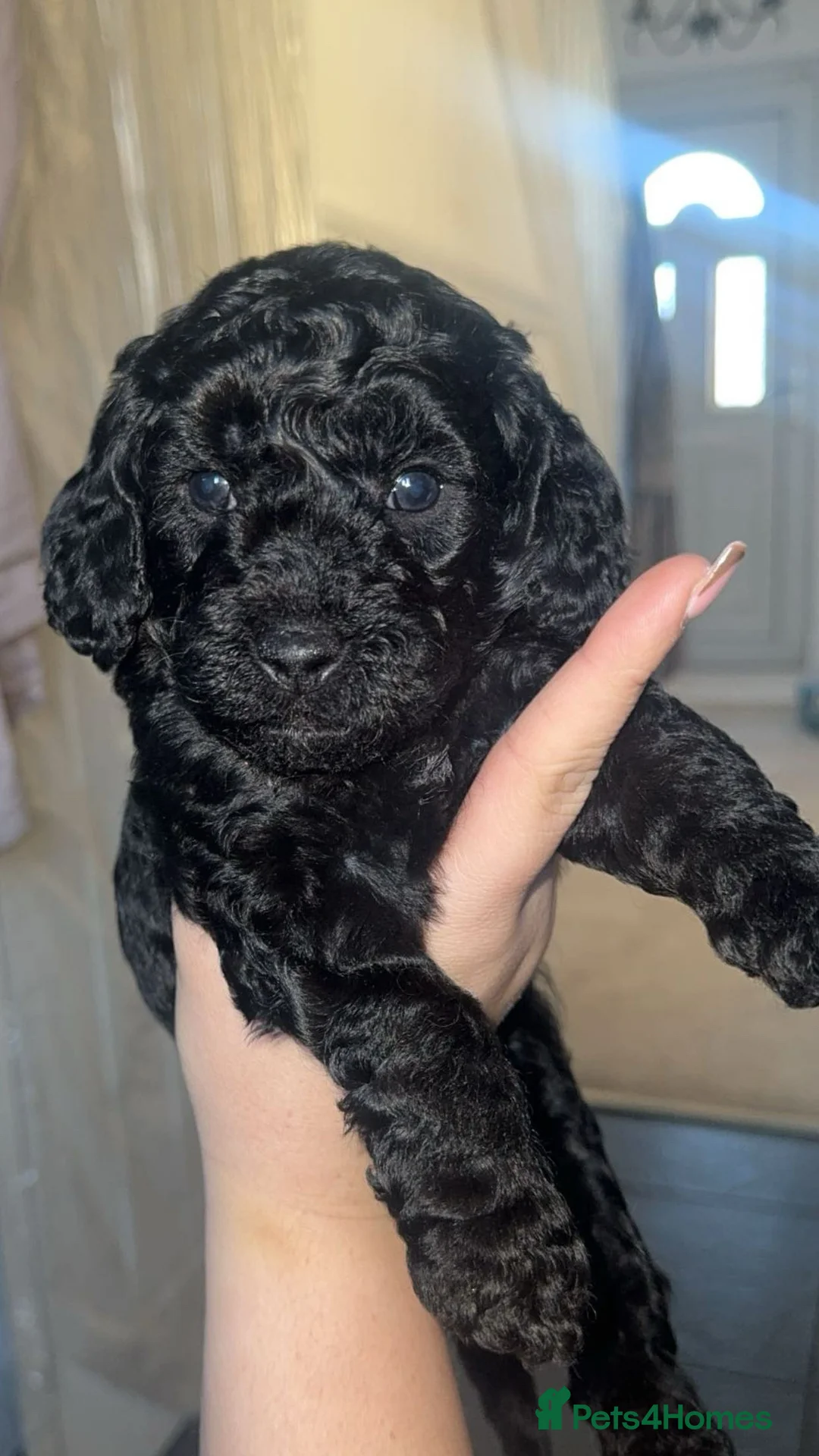 Cockapoo dogs for sale: Cockapoo puppy’s  - Advert 4