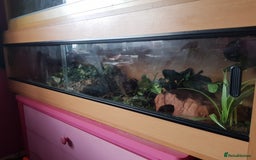 Corn Snake reptiles for sale: Carolina Corn Snake + Enclosure - Image 5