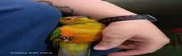 Conures birds for sale: 10 Week old silly tame male Sun Conure, ready  - Advert 8