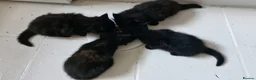 Mixed Breed cats for sale: 4 beautiful kittens looking for a good home in Maidstone - Advert 2