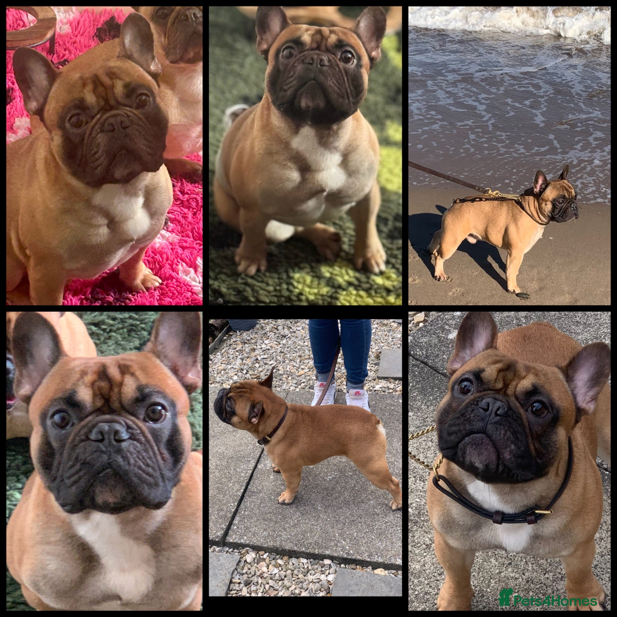 French Bulldog dogs Mani standard red silver fbce RFG 1  - Advert 20