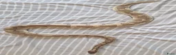 Python Snake reptiles for sale: Male adult butter enchi royal python - full set up in Eastleigh - Advert 4