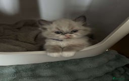 Ragdoll cats for sale: Pure ragdolls  - Image 8