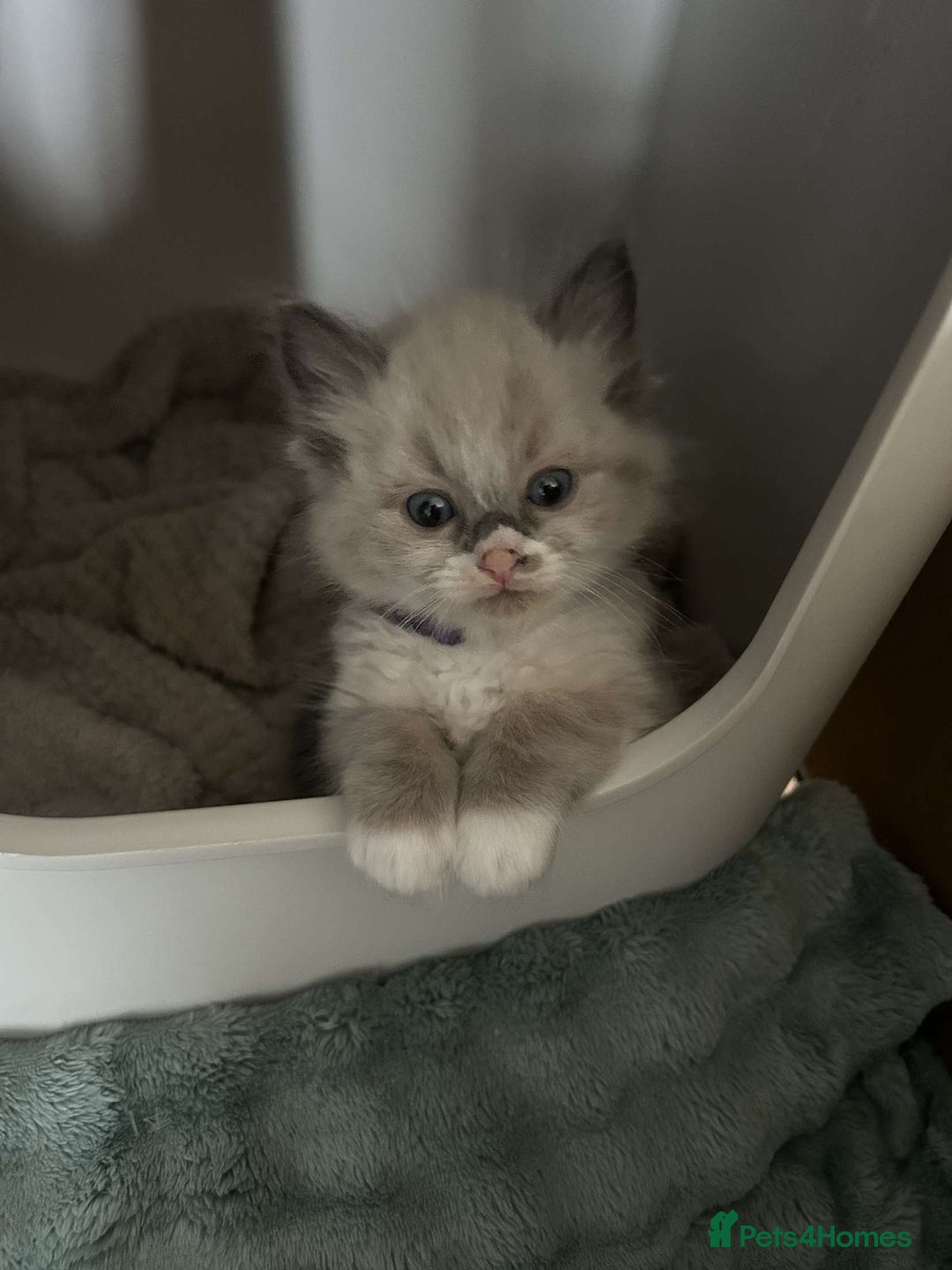 Ragdoll cats for sale: Pure ragdolls  - Image 8