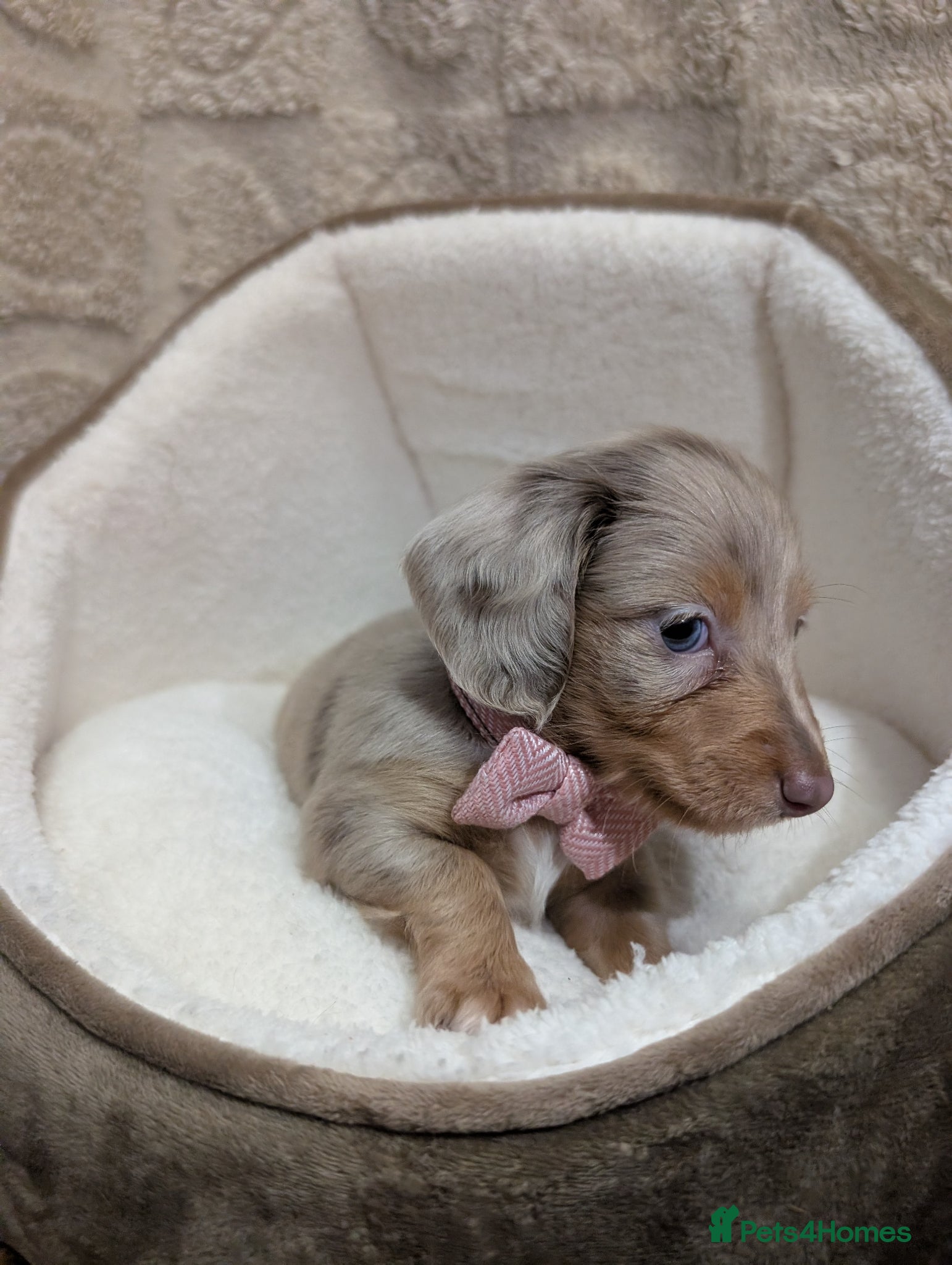 Miniature Dachshund dogs Kc registered Longhaired miniature dachshunds  - Advert 2