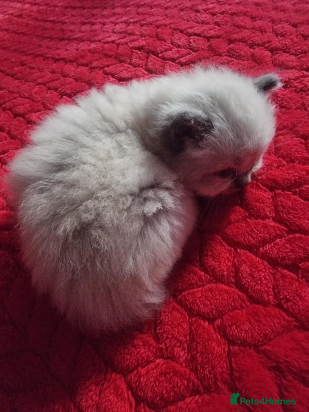 Ragdoll cats for sale: Kitten - Image 12