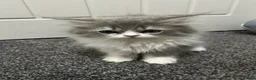 Persian cats for sale: Beautiful Persian kittens looking for loving homes - Advert 8