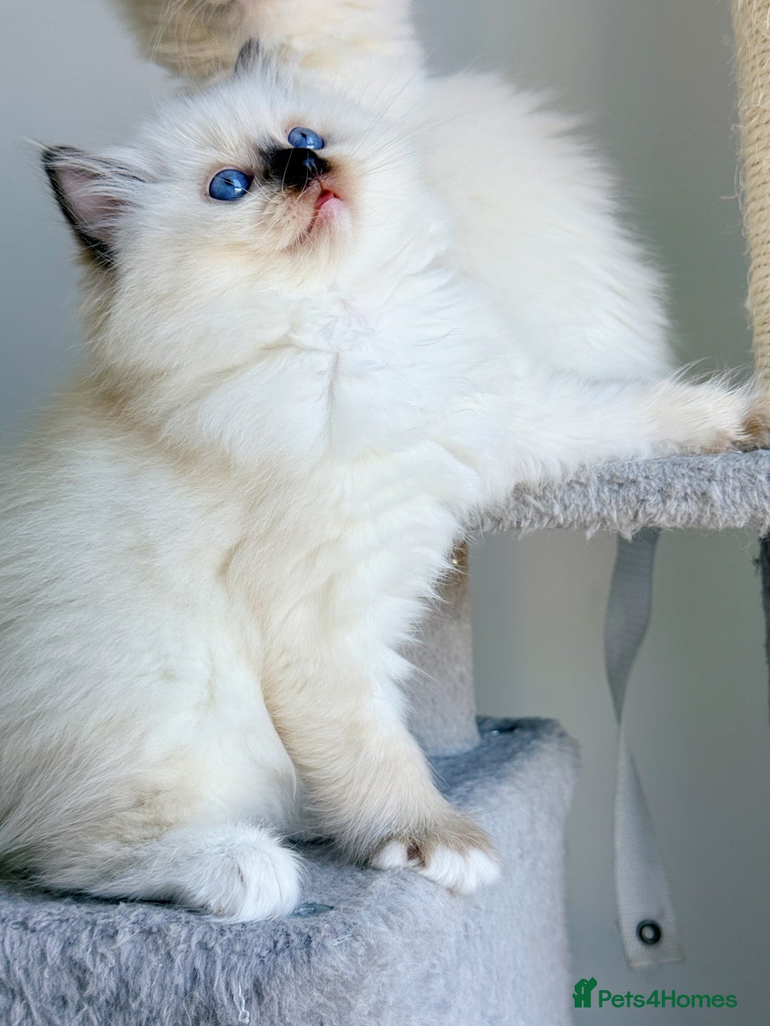 Ragdoll cats for sale: 💕 Beautiful Female Ragdoll 💕 - Advert 4