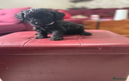 Toy Poodle dogs for sale: Toy poodle x chipoo male puppies - Advert 7