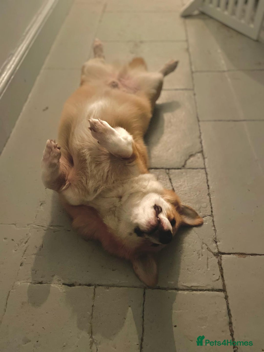 Welsh Corgi Pembroke dogs for sale: 5yo reactive Corgi needs loving, experienced owner - Advert 7