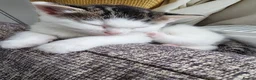 Domestic Shorthair cats for sale: Three kittens looking for the best homes in Spalding - Advert 15