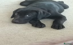 Labrador Retriever dogs for sale: KC Registered Labrador Retriever Puppies in Ross-on-Wye - Image 2