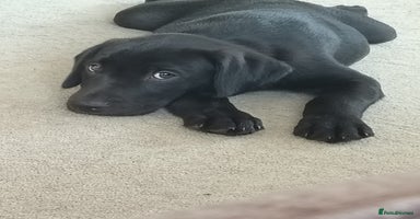 Labrador Retriever dogs in Ross-on-Wye - Advert 6