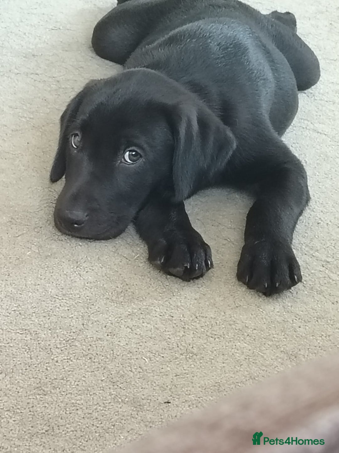 Labrador Retriever dogs for sale: KC Registered Labrador Retriever Puppies in Ross-on-Wye - Image 2