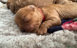 Cavapoo dogs for sale: Cavapoo puppies  - Image 5