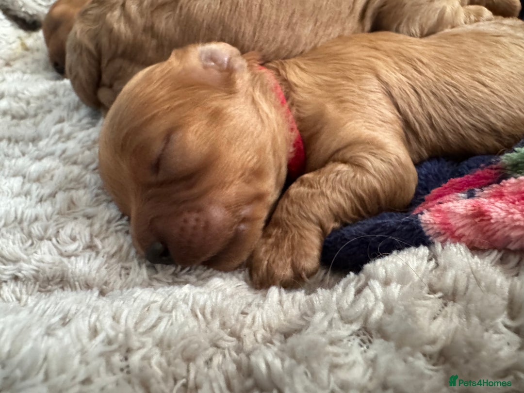 Cavapoo dogs for sale: Cavapoo puppies  - Image 5