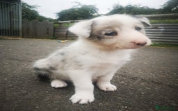 Border Collie dogs for sale: Beautiful Fluffy collie pups for sale  - Image 2