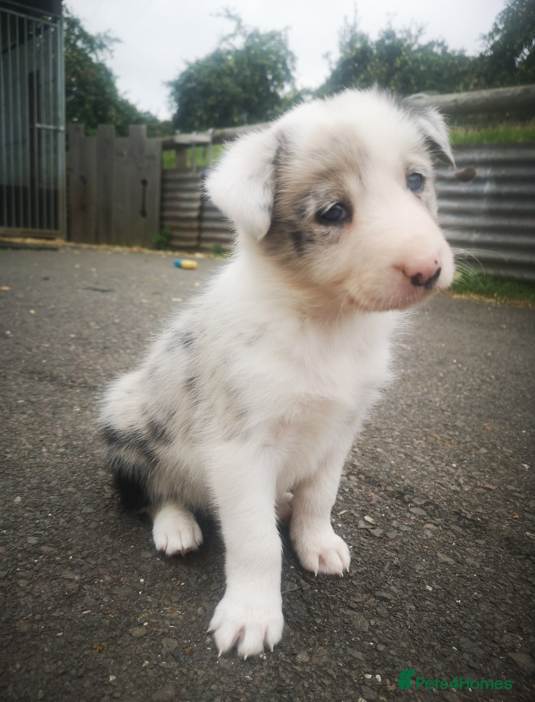 Border Collie dogs for sale: Beautiful Fluffy collie pups for sale  - Image 2