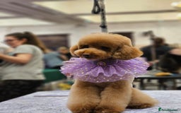 Toy Poodle dogs for sale: 🍇🐩 Last Girl Available 🐩🍇 - KC Toy Poodles 🐩✨ - Image 12