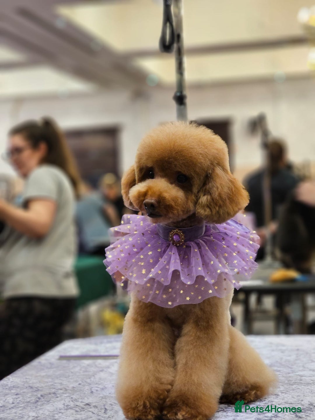 Toy Poodle dogs for sale: 🍇🐩 Last Girl Available 🐩🍇 - KC Toy Poodles 🐩✨ - Image 12