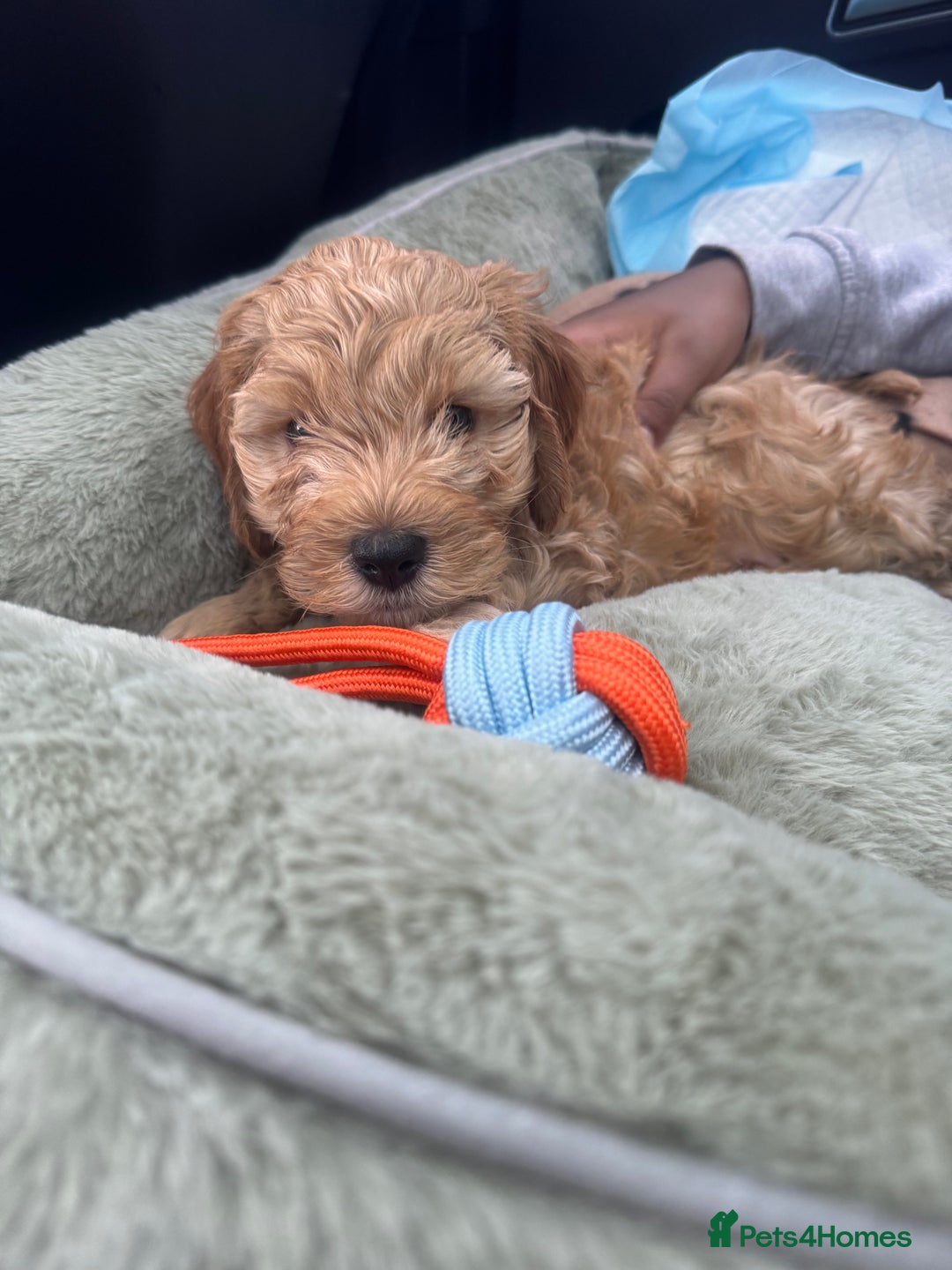 Cockapoo dogs for sale:  Beautiful 14-week Cockapoo ready for loving home  - Advert 2