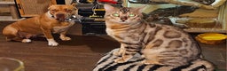 Bengal cats for sale: Male bengal cat  - Advert 4