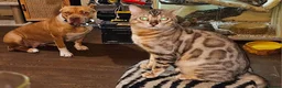 Bengal cats for sale: Male bengal cat  - Advert 4