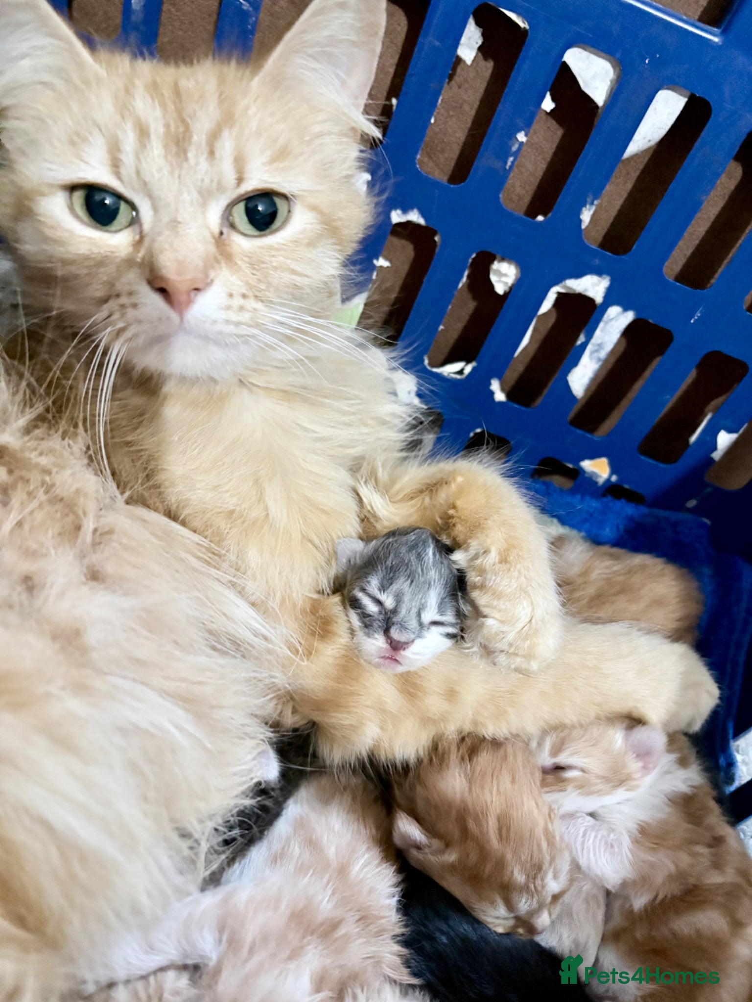 Mixed Breed cats 8 beautiful kittens ready for loving homes  - Advert 17