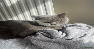 British Shorthair cats - Advert 7