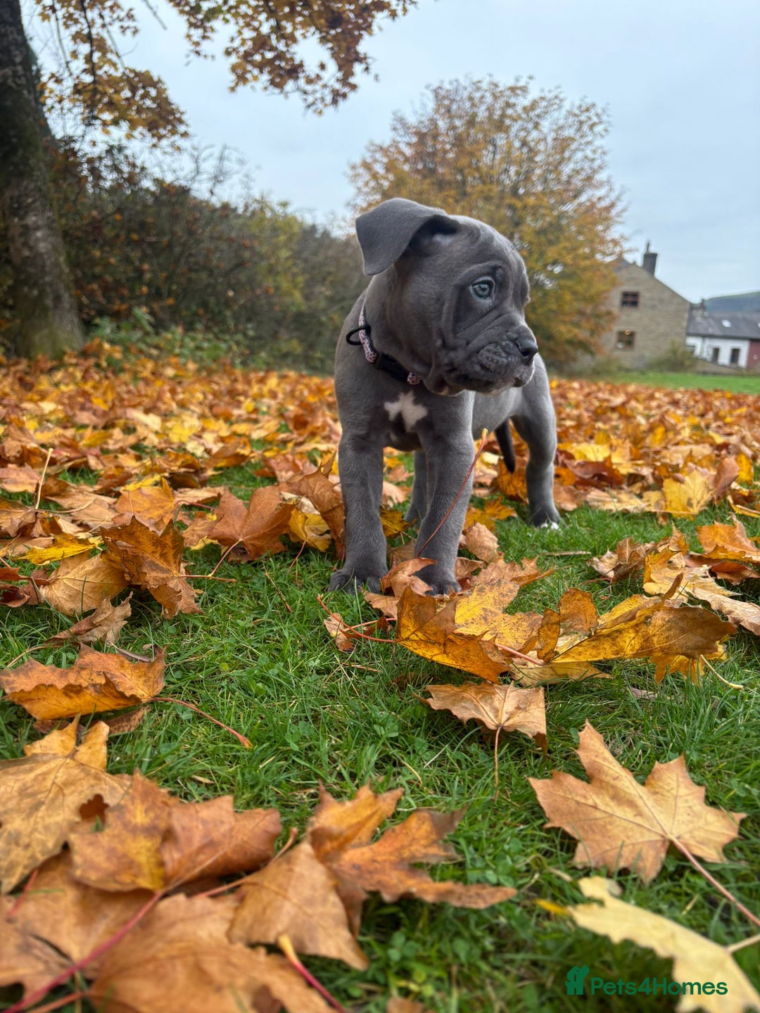 Mixed Breed dogs for sale: Cane Corso female - Advert 2