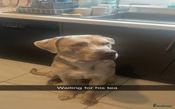 Mixed Breed dogs for sale: Simba - Large Breed - Image 1