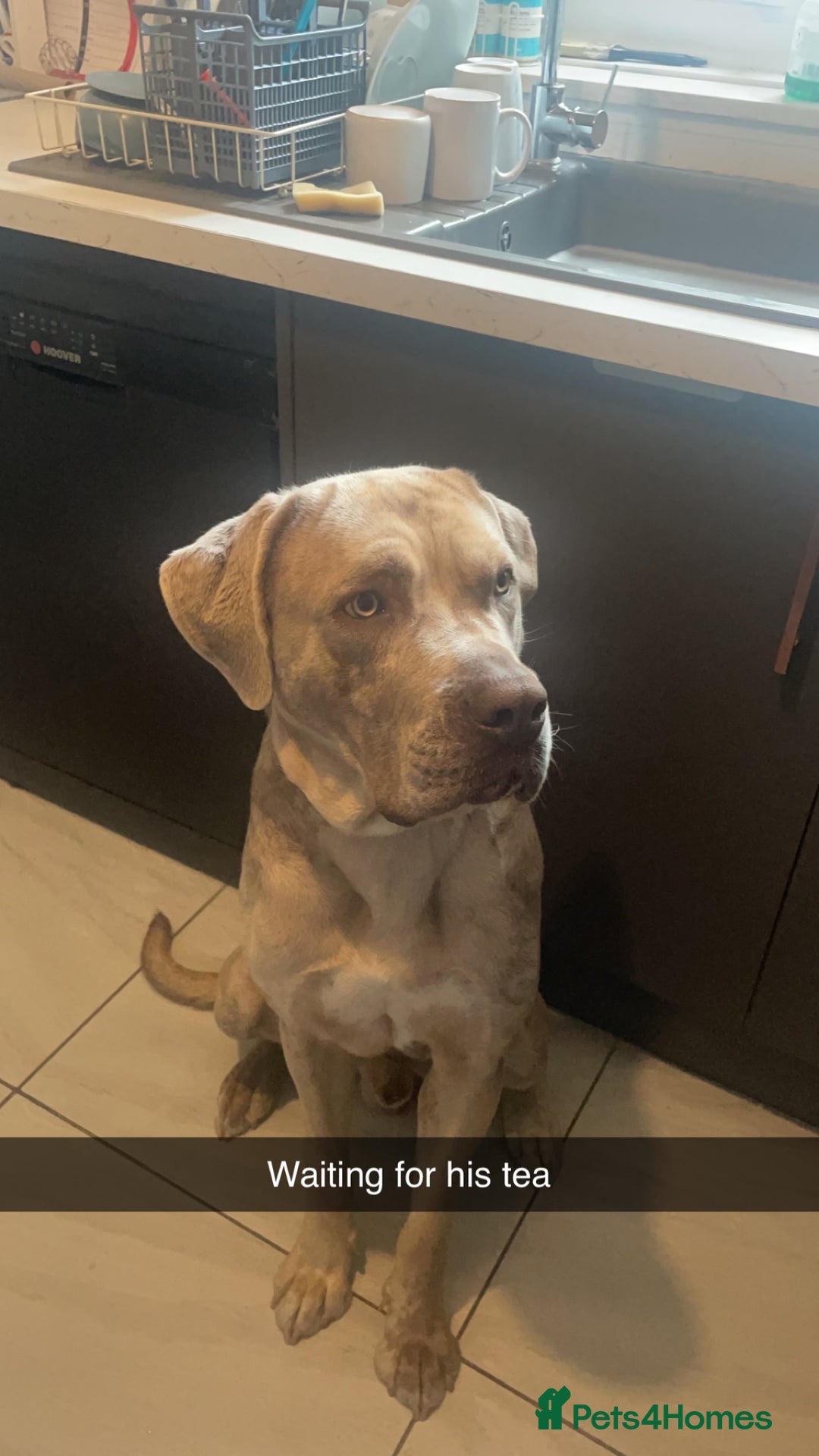 Mixed Breed dogs for sale: Simba - Large Breed - Image 1